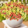 imageAmyHomie 20 Bundles Artificial Flowers for Outdoor Outside Spring Summer Decoration UV Resistant Faux Flowers No Fade Fake Plastic Plants Garden Porch Window Box DecoratingYellow Orange