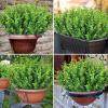 imageAmyHomie 20 Bundles Artificial Flowers for Outdoor Outside Spring Summer Decoration UV Resistant Faux Flowers No Fade Fake Plastic Plants Garden Porch Window Box DecoratingGreeneucalyptus