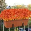 imageAmyHomie 20 Bundles Artificial Flowers for Outdoor Outside Spring Summer Decoration UV Resistant Faux Flowers No Fade Fake Plastic Plants Garden Porch Window Box DecoratingFall Orangeeucalyptus